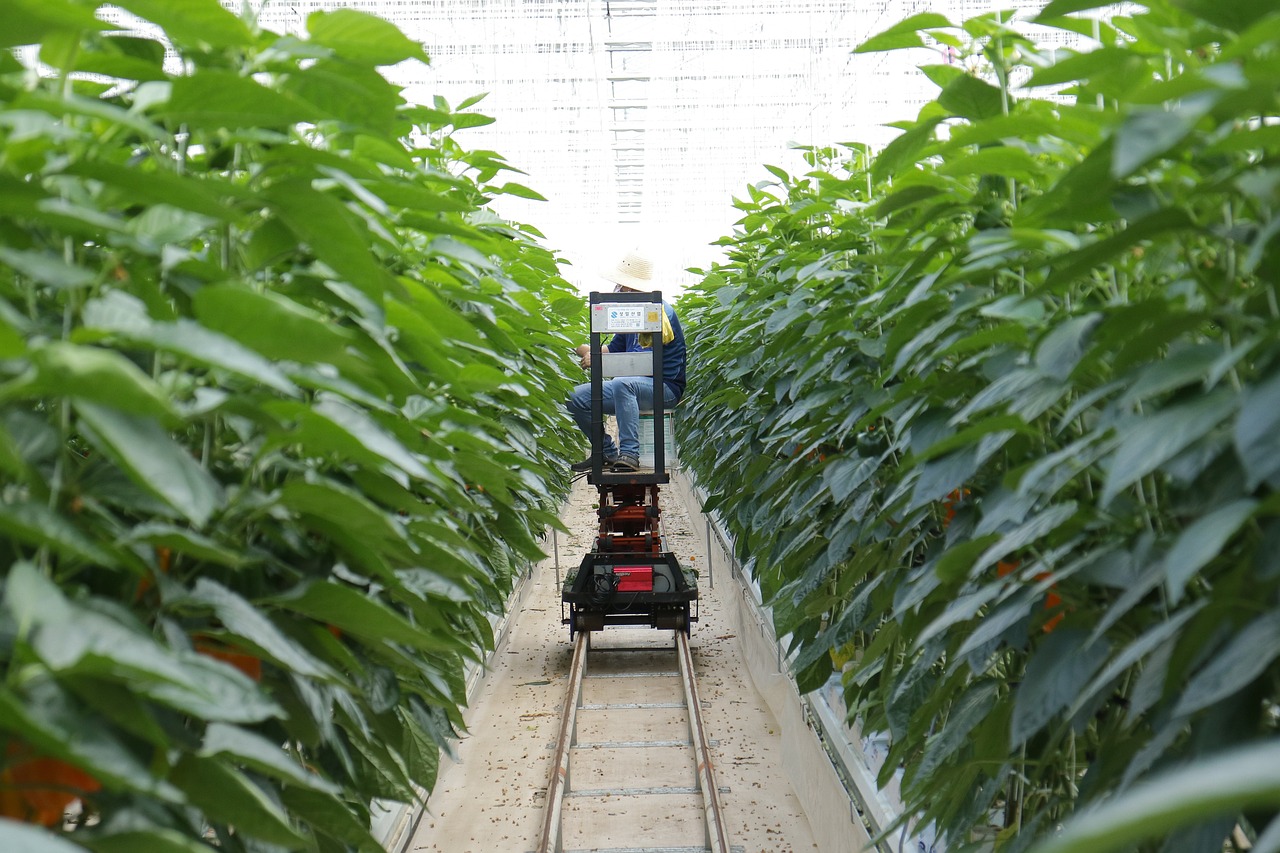 最新大豆种植技术，品种优势与技术解析